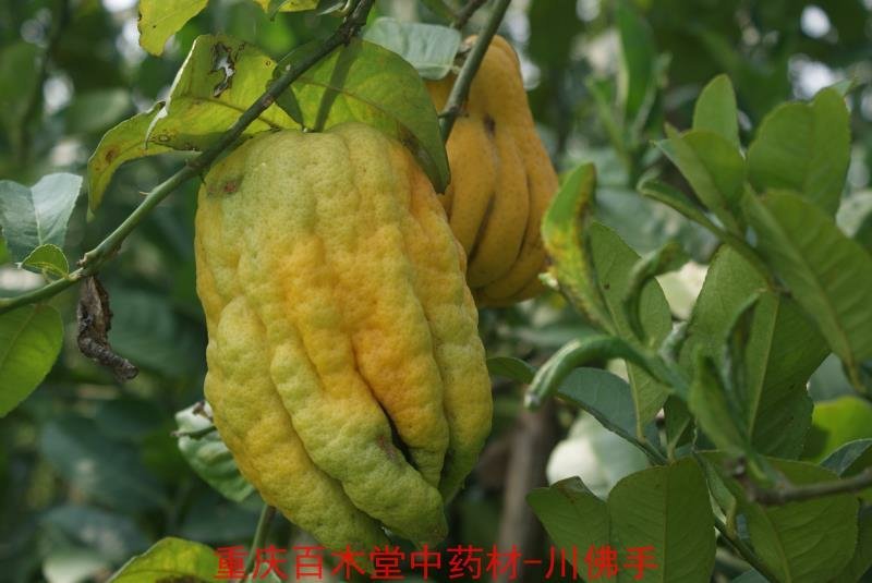 佛手苗，重庆四川道地佛手苗