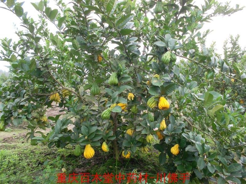 佛手苗，重庆四川道地佛手苗