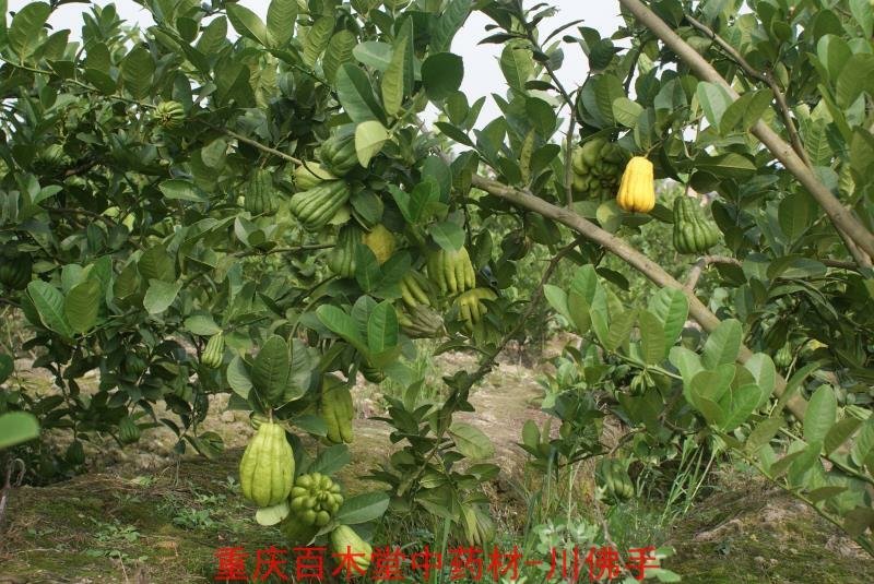 佛手苗，重庆四川道地佛手苗