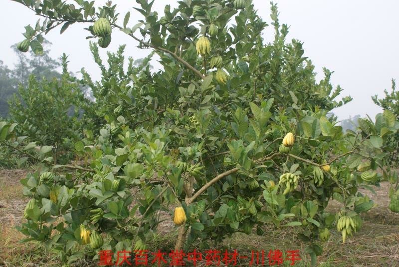 佛手苗，重庆四川道地佛手苗