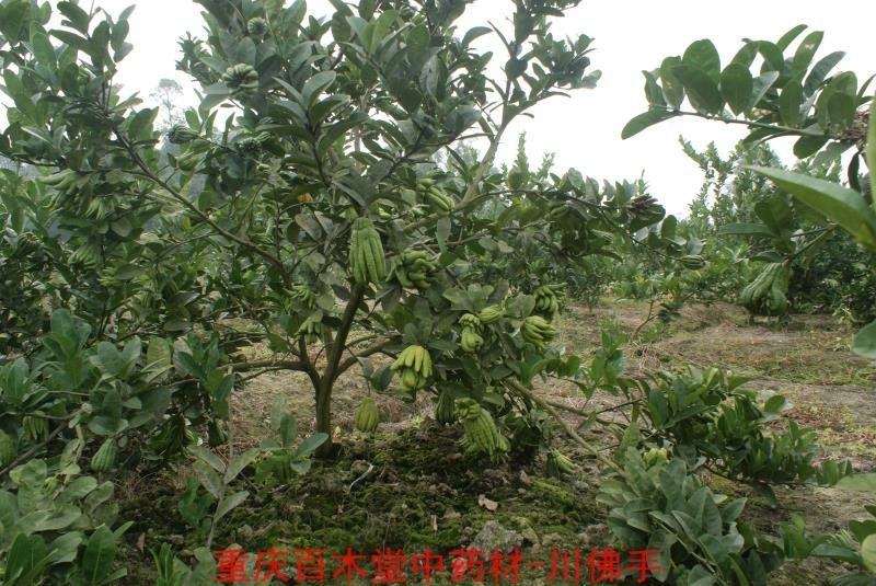 佛手苗，重庆四川道地佛手苗