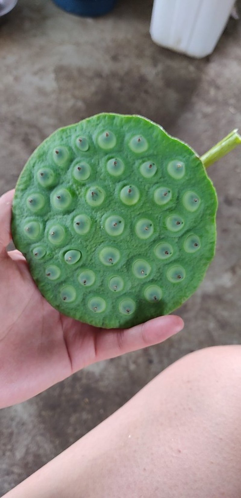 水果莲新鲜莲蓬