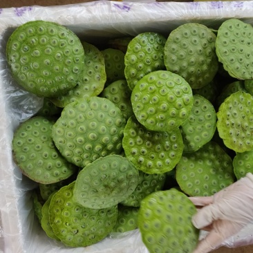 水果莲新鲜莲蓬