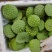 水果莲新鲜莲蓬