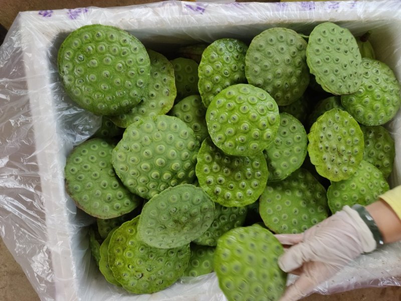 水果莲新鲜莲蓬