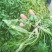 荠菜板叶荠菜长度15cm以上预售