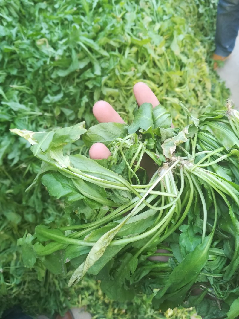 荠菜板叶荠菜长度15cm以上预售