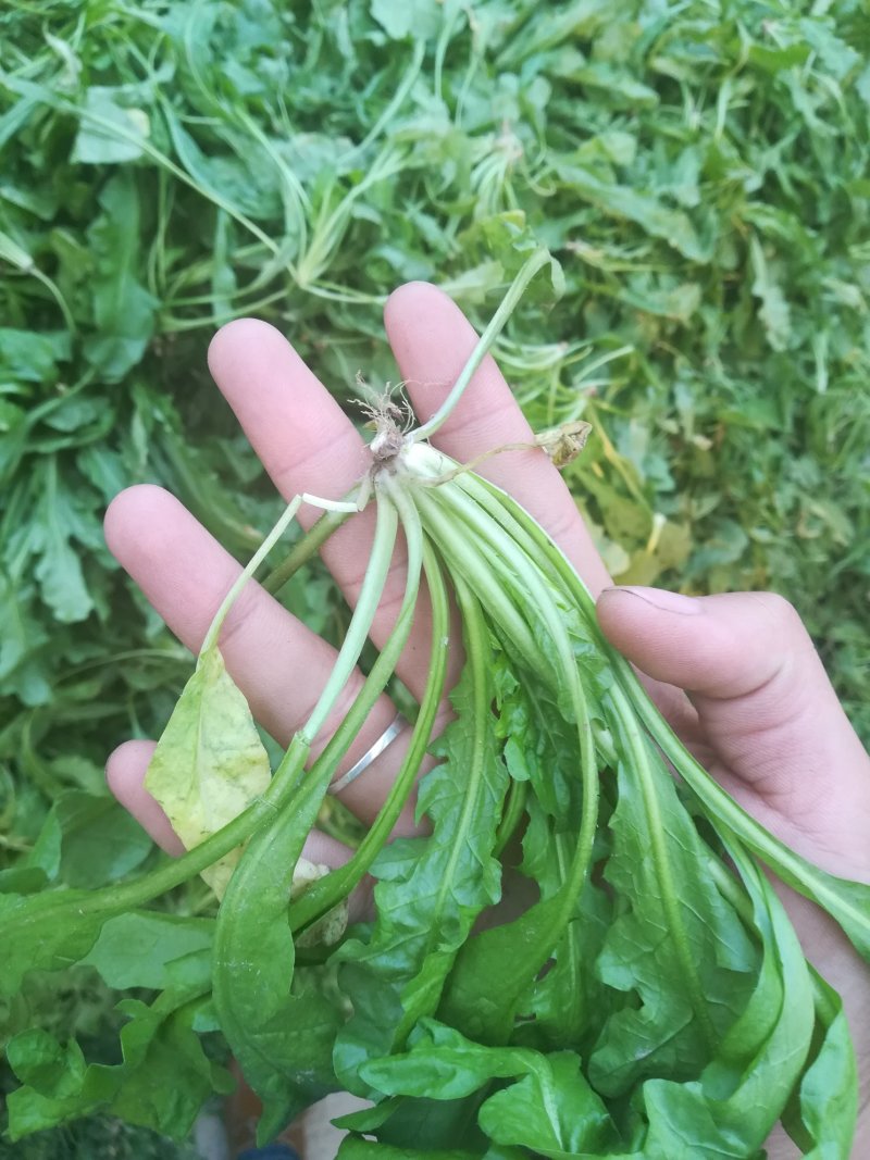 荠菜板叶荠菜长度15cm以上预售