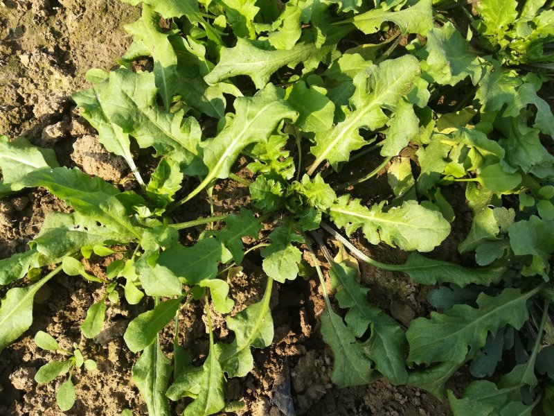 荠菜板叶荠菜长度15cm以上预售