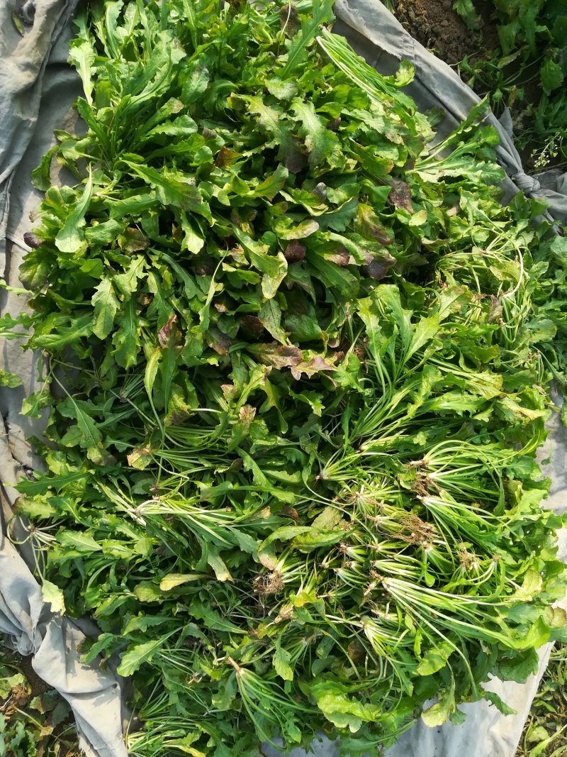 荠菜板叶荠菜长度15cm以上预售