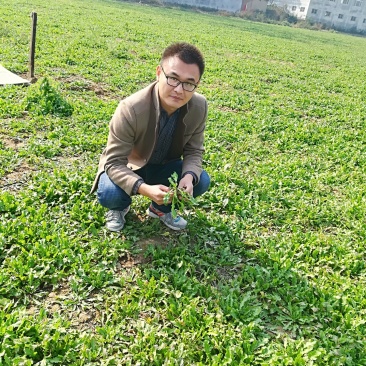 荠菜板叶荠菜长度15cm以上预售