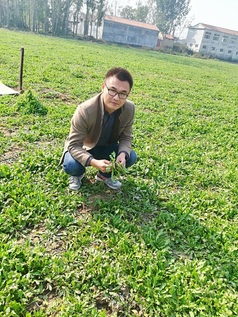 荠菜板叶荠菜长度15cm以上预售