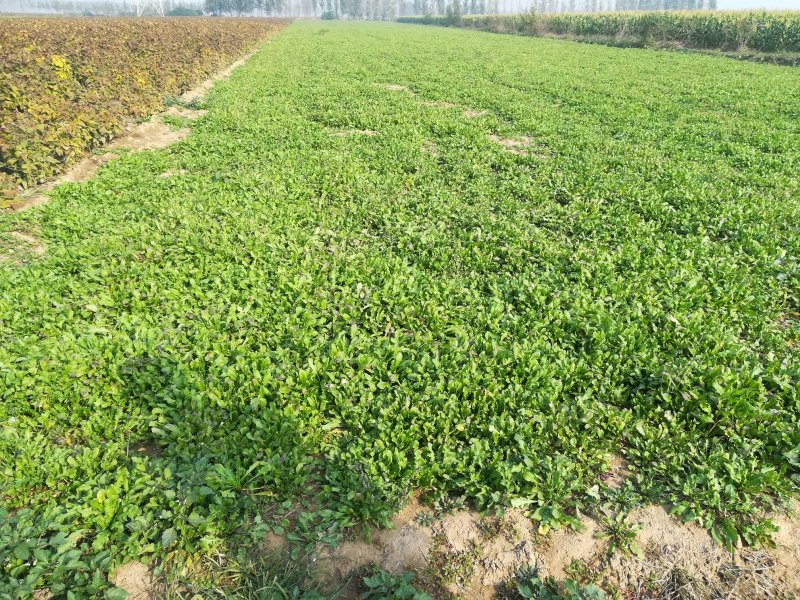 荠菜板叶荠菜长度15cm以上预售