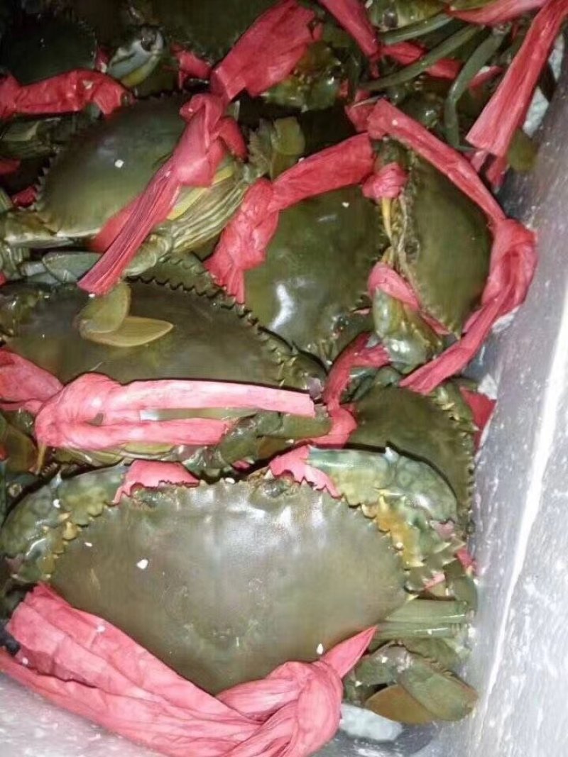 青蟹，膏蟹，奄仔批发兼零售