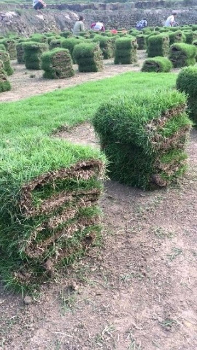 精品马尼拉草坪，台湾青草，草卷，草块……