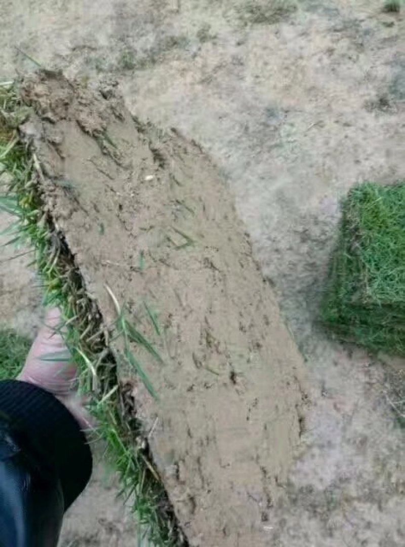 精品马尼拉草坪，台湾青草，草卷，草块……