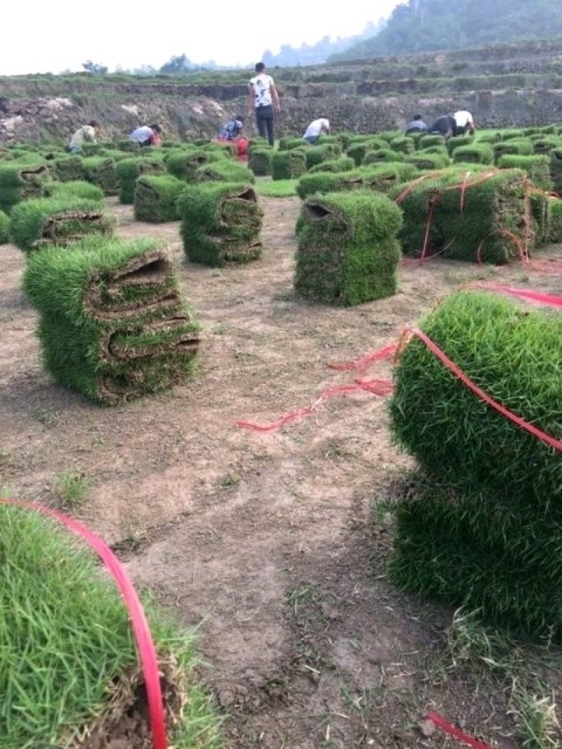精品马尼拉草坪，台湾青草，草卷，草块……