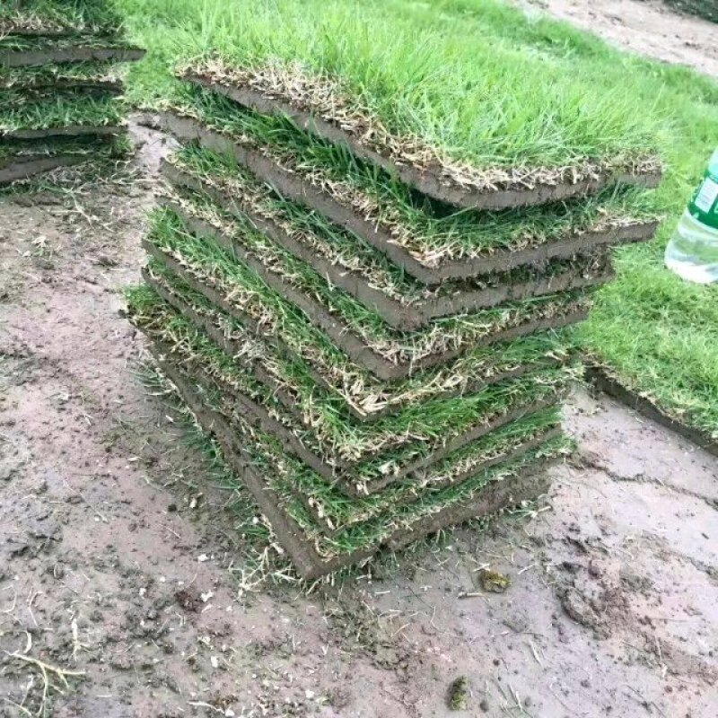 精品马尼拉草坪，台湾青草，草卷，草块……