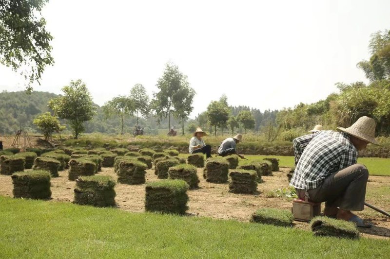精品马尼拉草坪，台湾青草，草卷，草块……