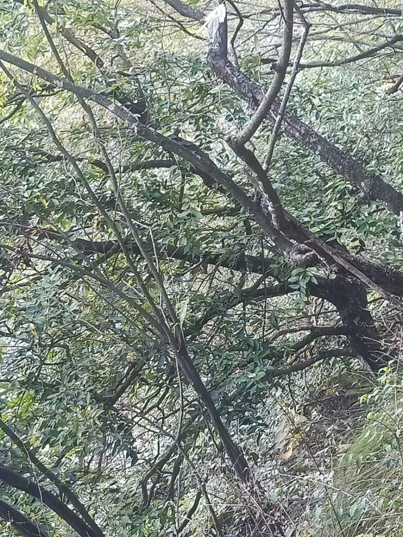 野生黄杨