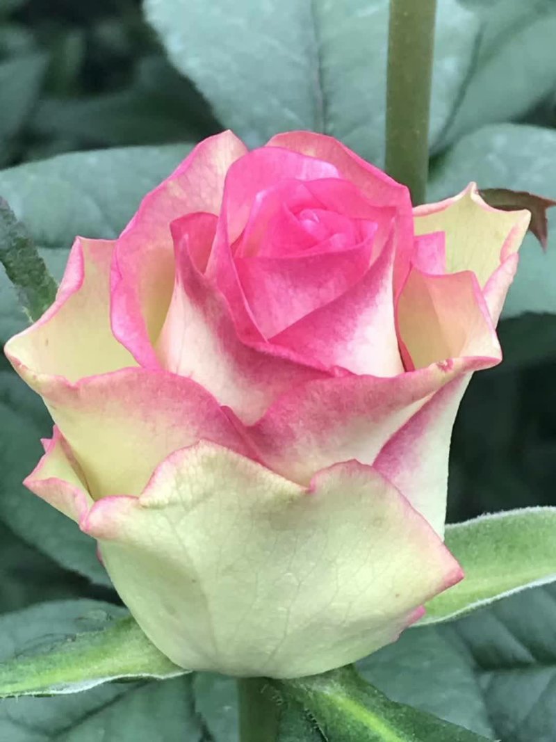 玫瑰苗