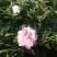 芍药
