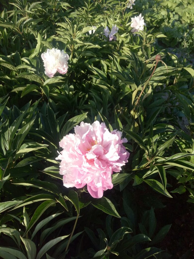 芍药