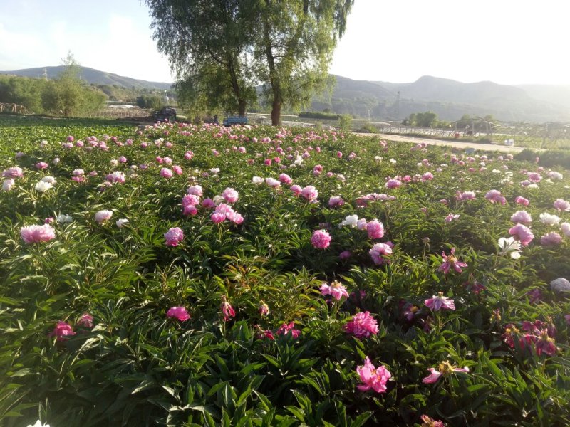 芍药