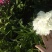 芍药