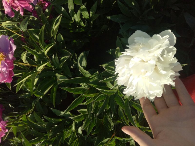 芍药