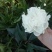 芍药