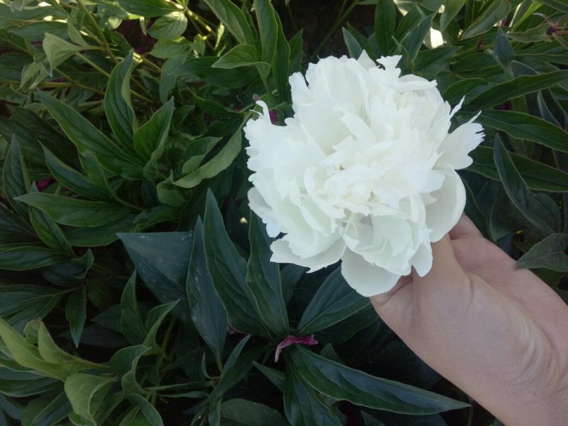 芍药