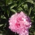芍药