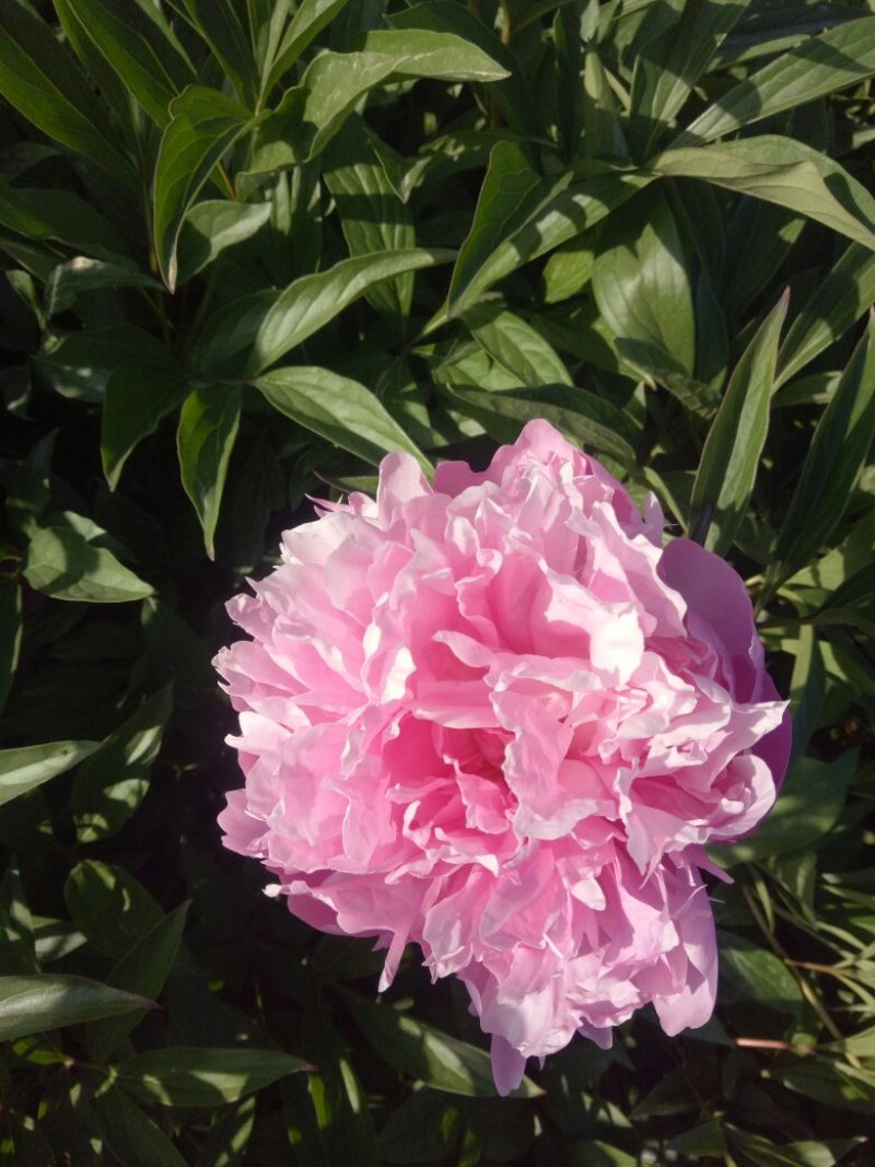芍药