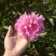 芍药