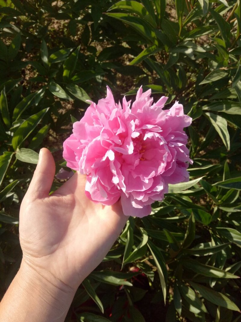 芍药