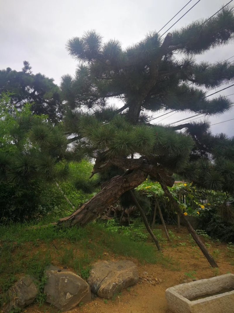 造型松。不限量供应！！