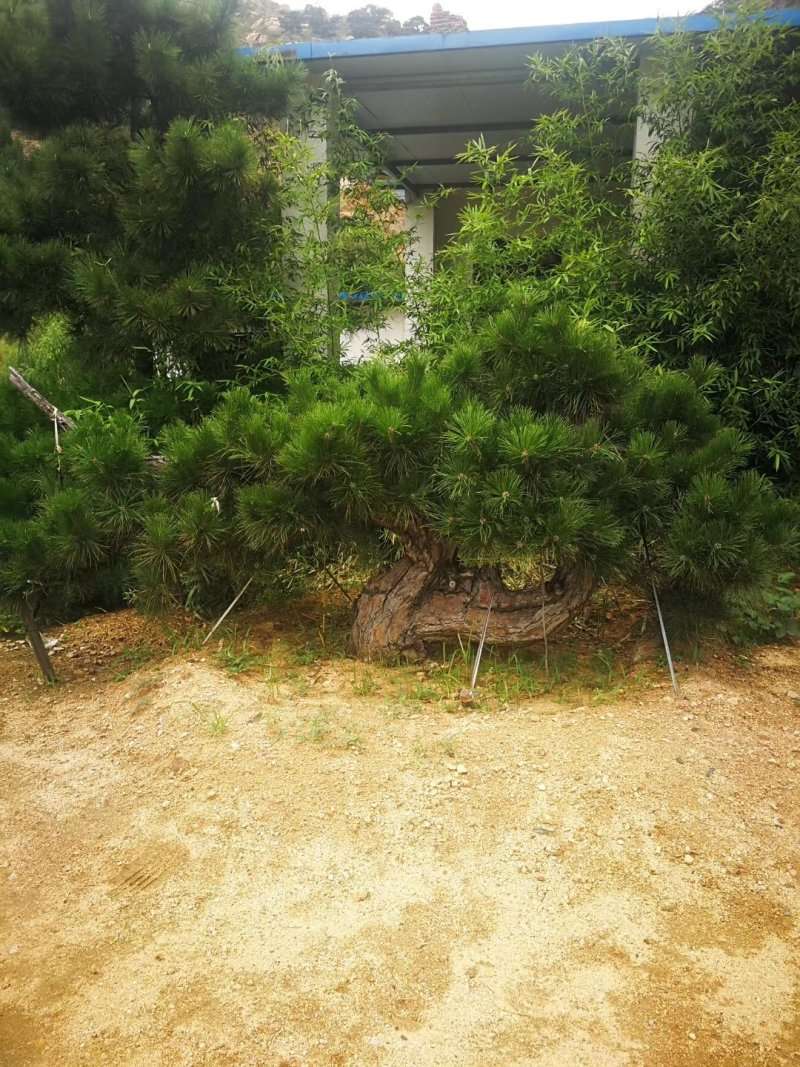 造型松。不限量供应！！