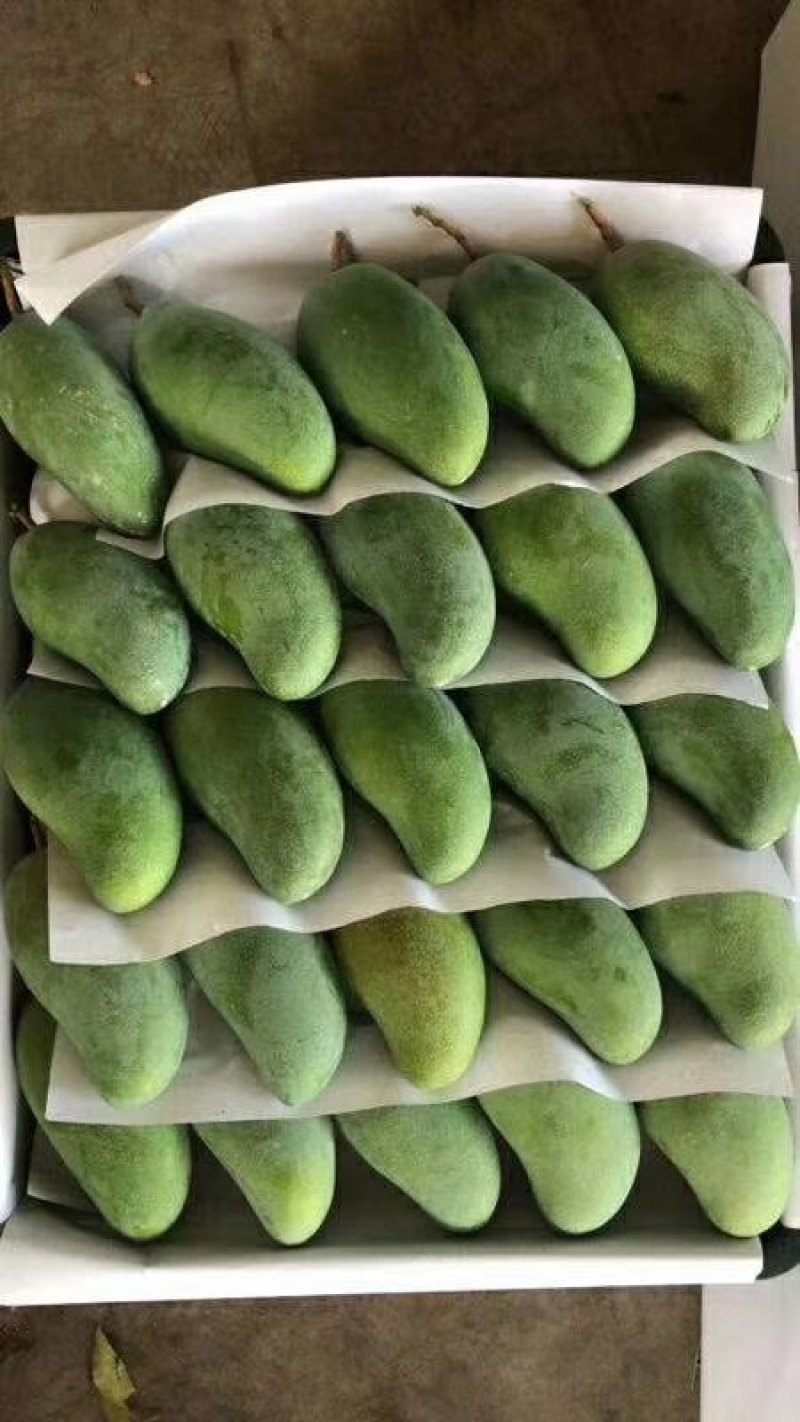 越南大青芒大量上市
