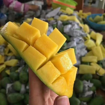 越南大青芒大量上市