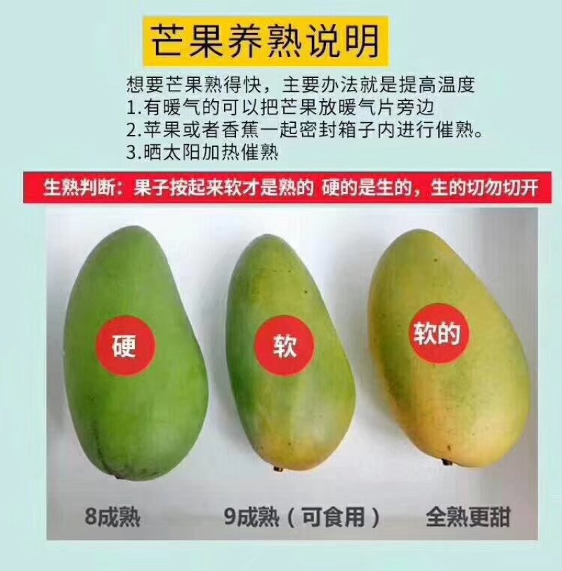 越南大青芒大量上市