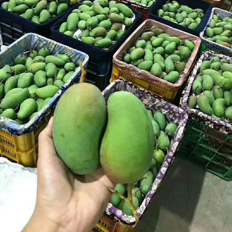 越南大青芒大量上市