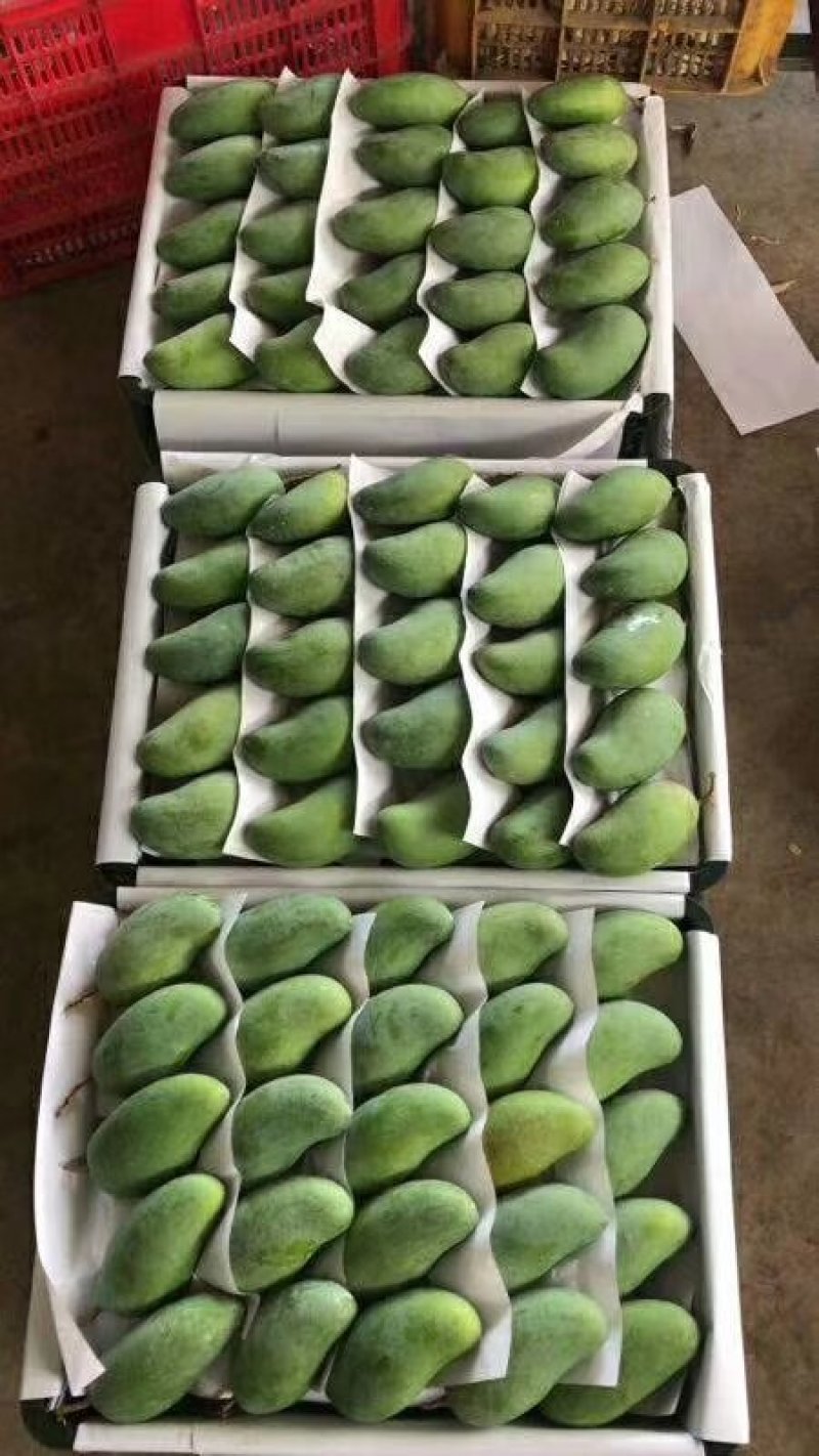 越南大青芒大量上市