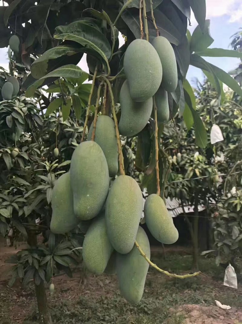 越南大青芒大量上市