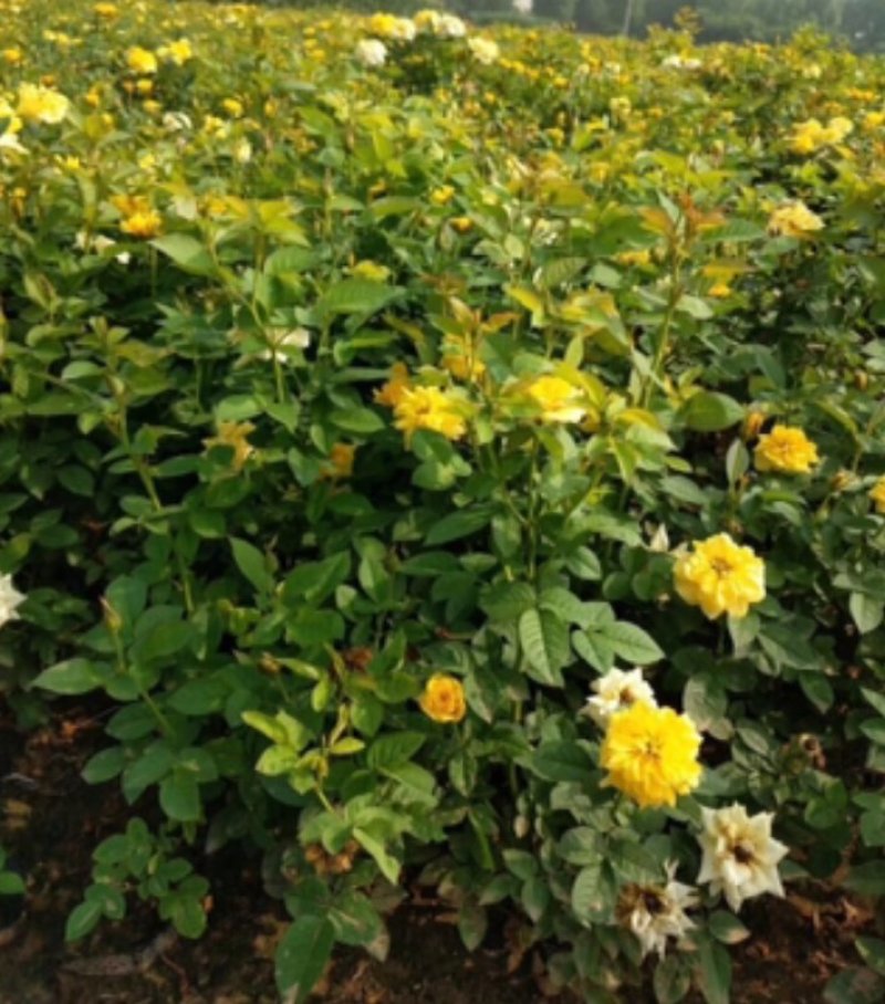 月季花丰华月季品种月季产地可以看货