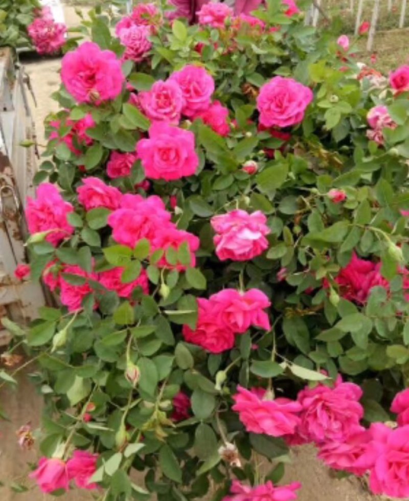 月季花丰华月季品种月季产地可以看货