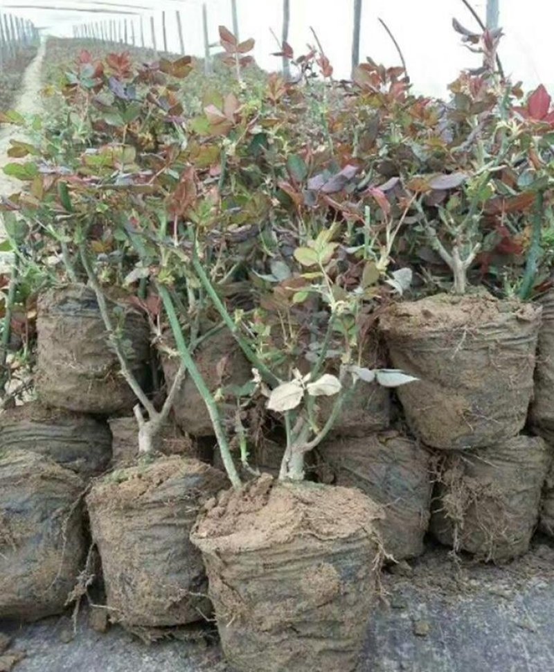 月季花丰华月季品种月季产地可以看货