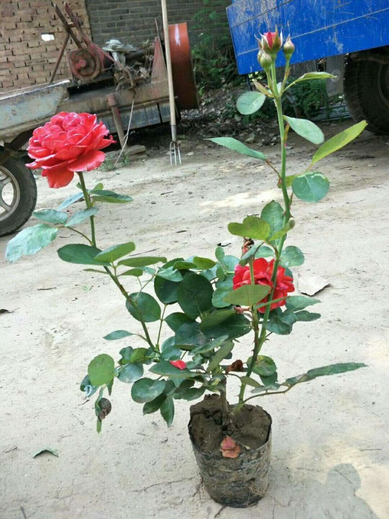 月季花丰华月季品种月季产地可以看货