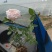 月季花丰华月季品种月季产地可以看货