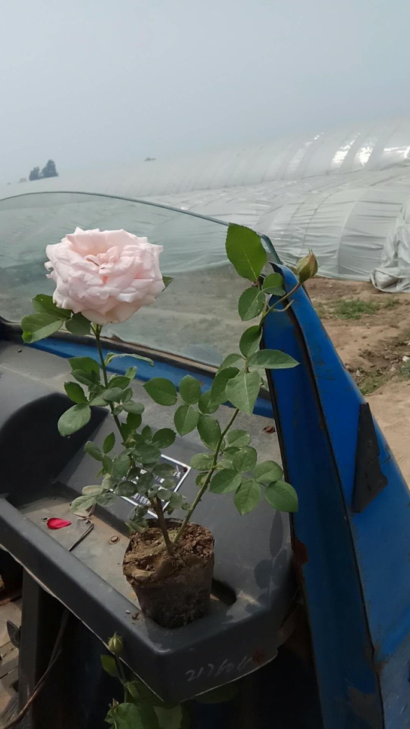 月季花丰华月季品种月季产地可以看货